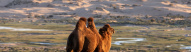 Chameaux au désert de Gobi