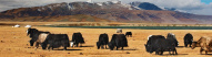 Yacks de Mongolie en automne