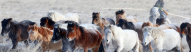 Festival des 10 000 chevaux en Mongolie