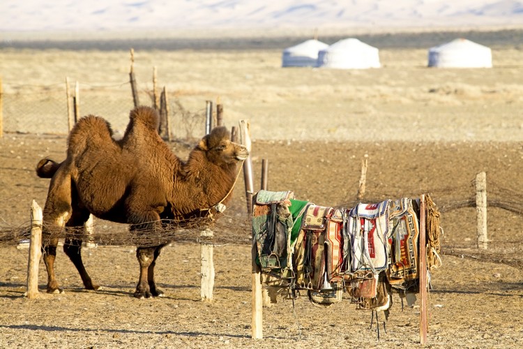 Chameau et camp nomade dans le Désert de Gobi, Mongolie