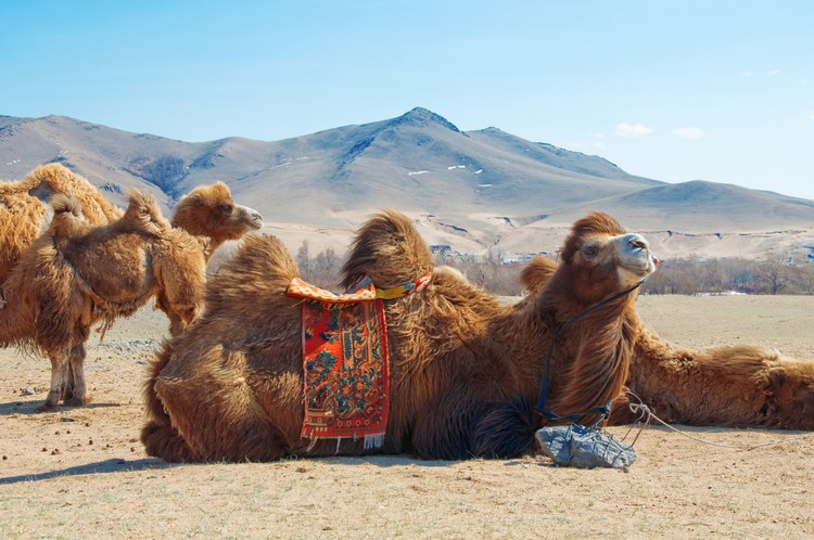 Chameaux dans le désert, Mongolie