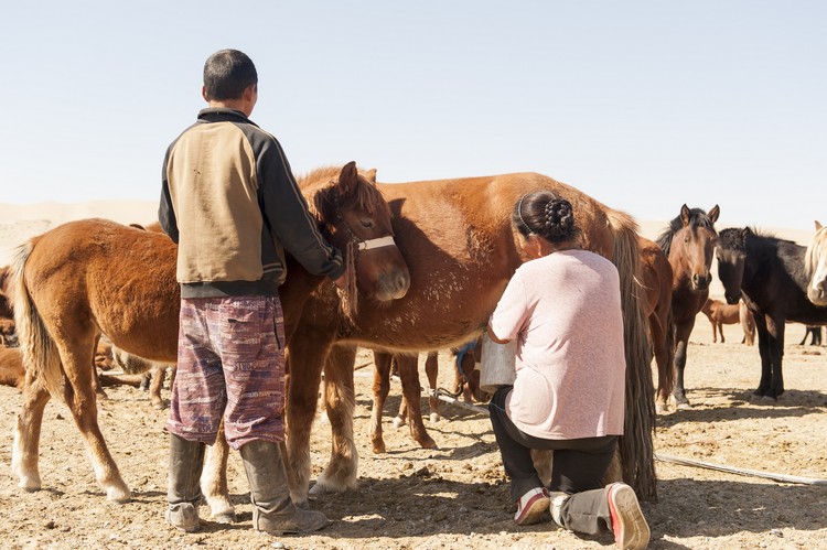 Éleveurs de chevaux nomades, Mongolie