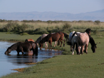 Chevaux dans l'Arkhangai