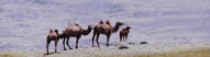 famille-chameau-mongolie