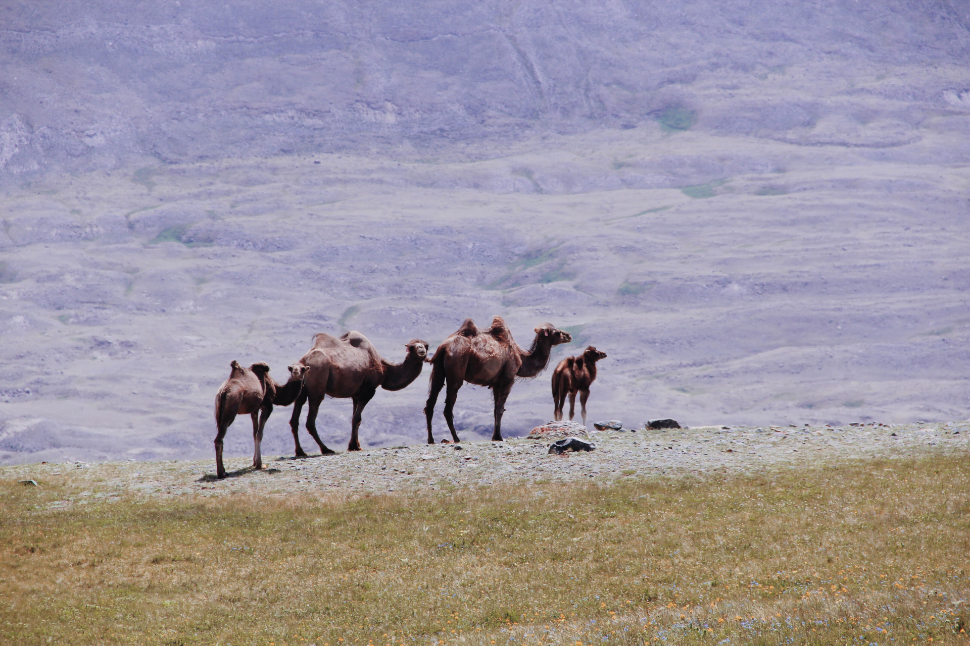 famille-chameau-mongolie