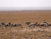 Gazelles Mongolie