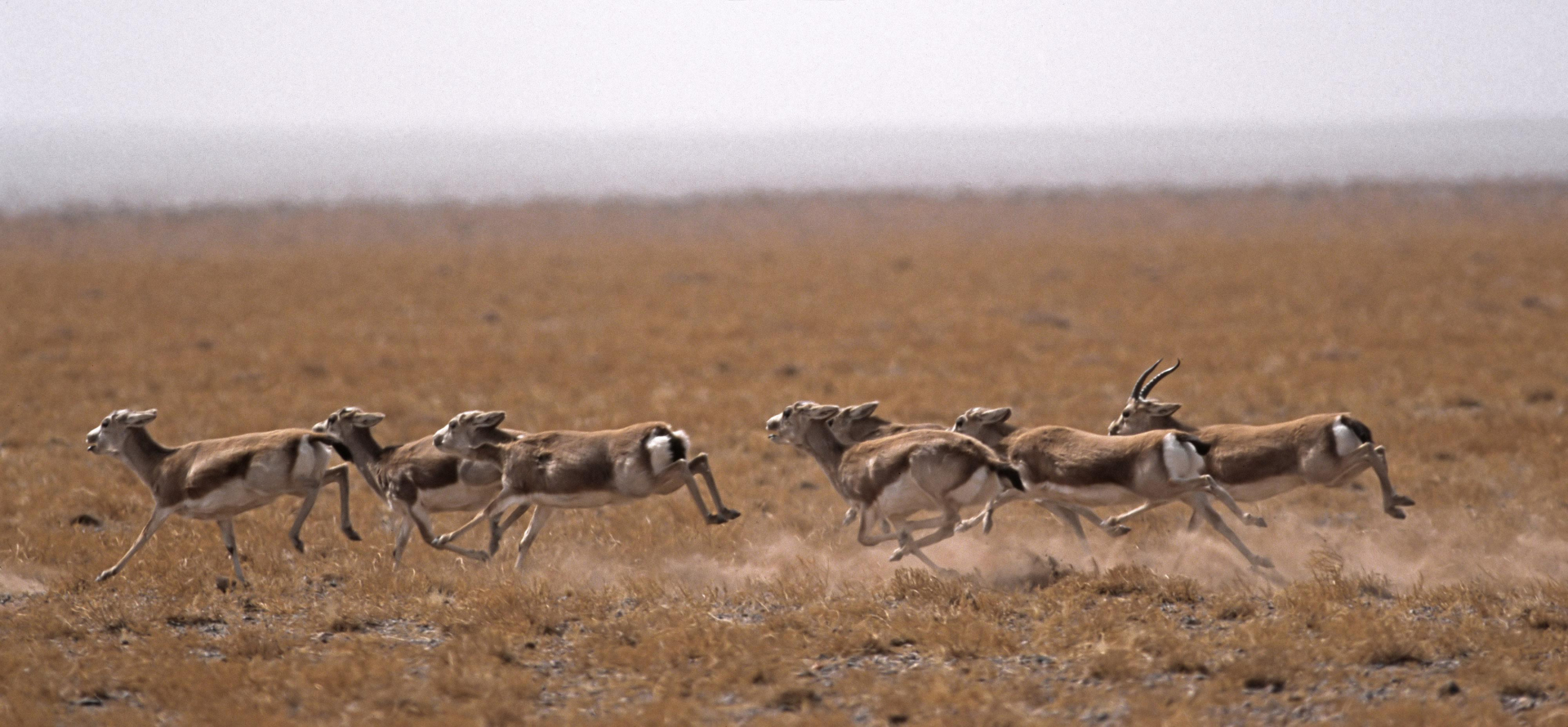 Gazelles Mongolie