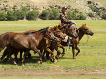 Chevaux Mongolie