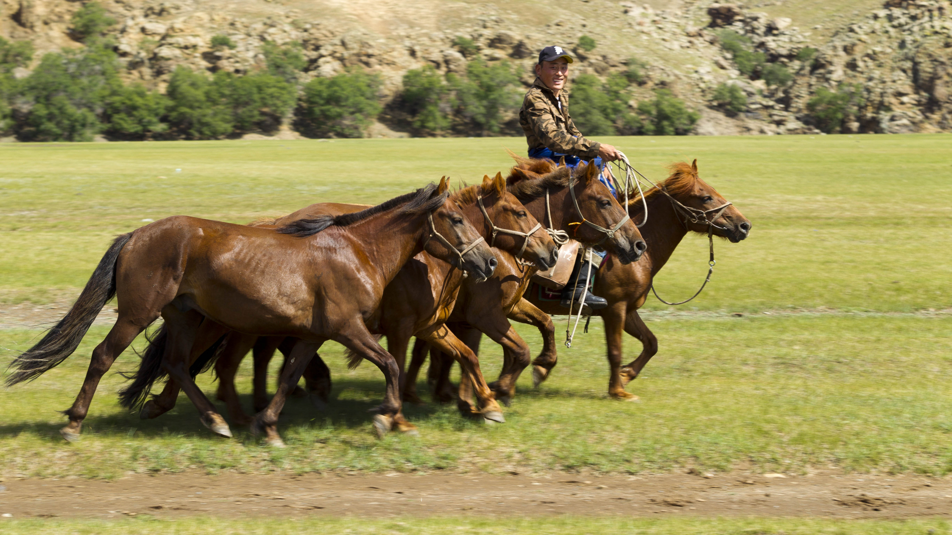 Chevaux Mongolie