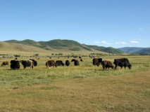 Yak Arkhangai