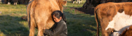 vache-lait-mongolie