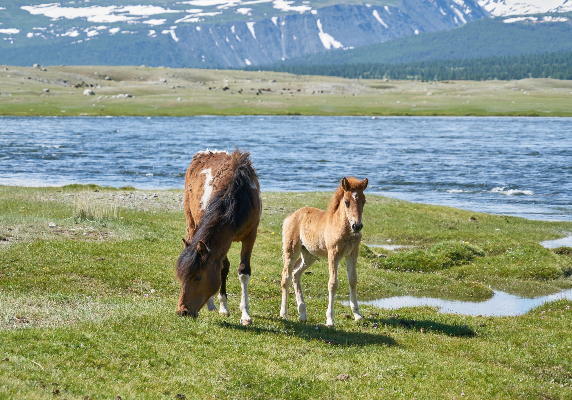 Chevaux sauvages