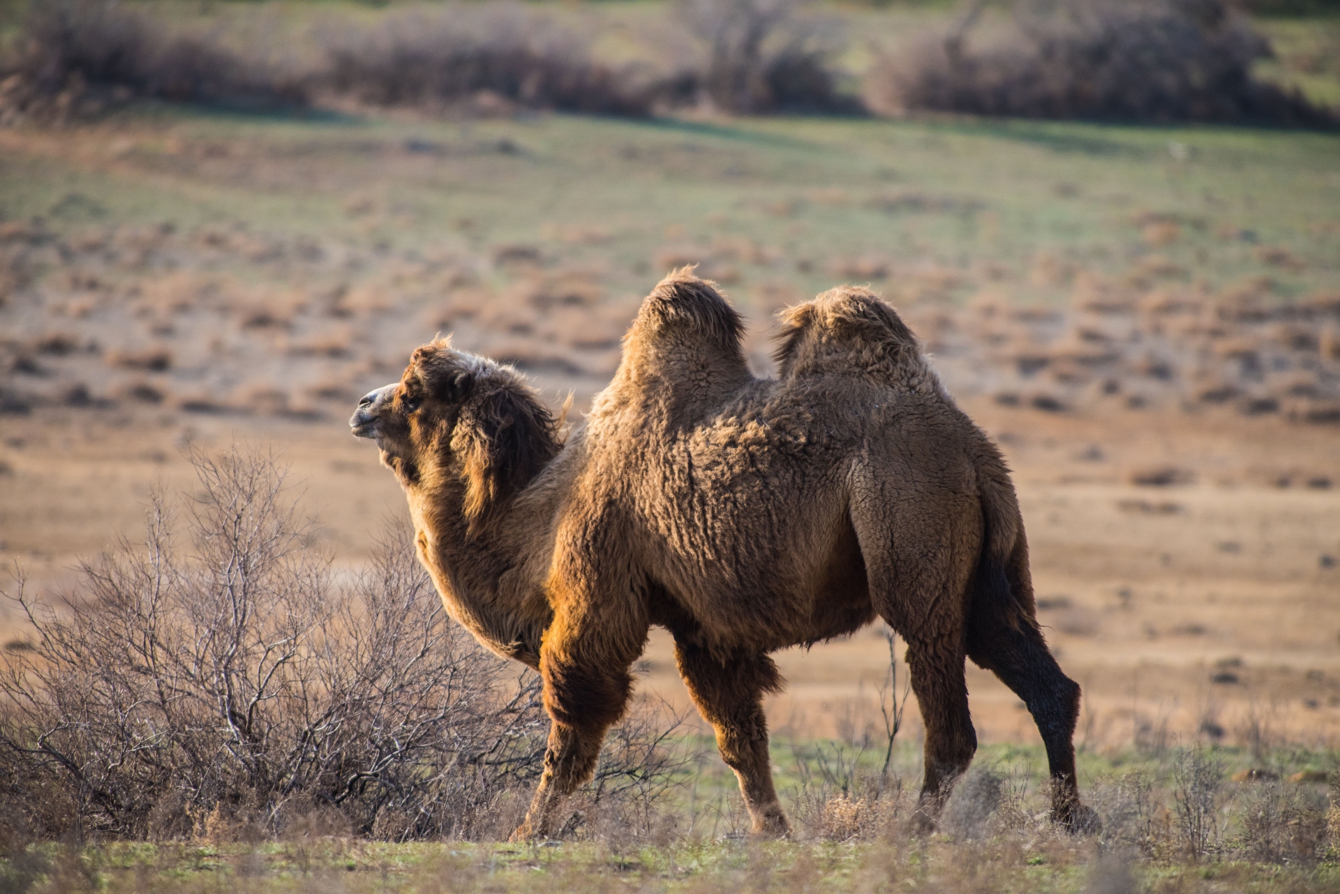 chameau-desert-mongolie