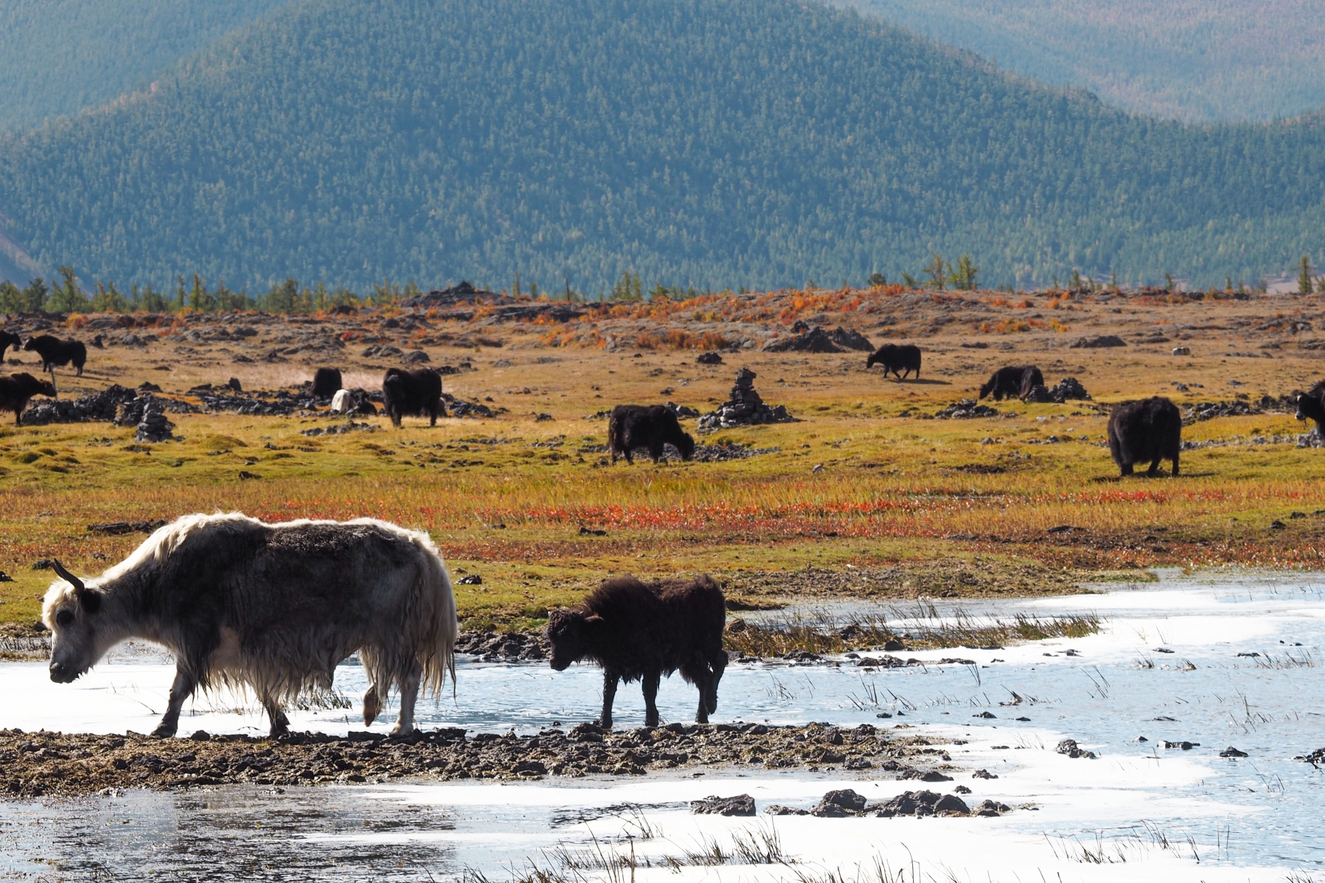Lac en Mongolie