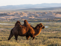 Chameau de Mongolie