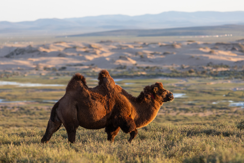 Chameau de Mongolie