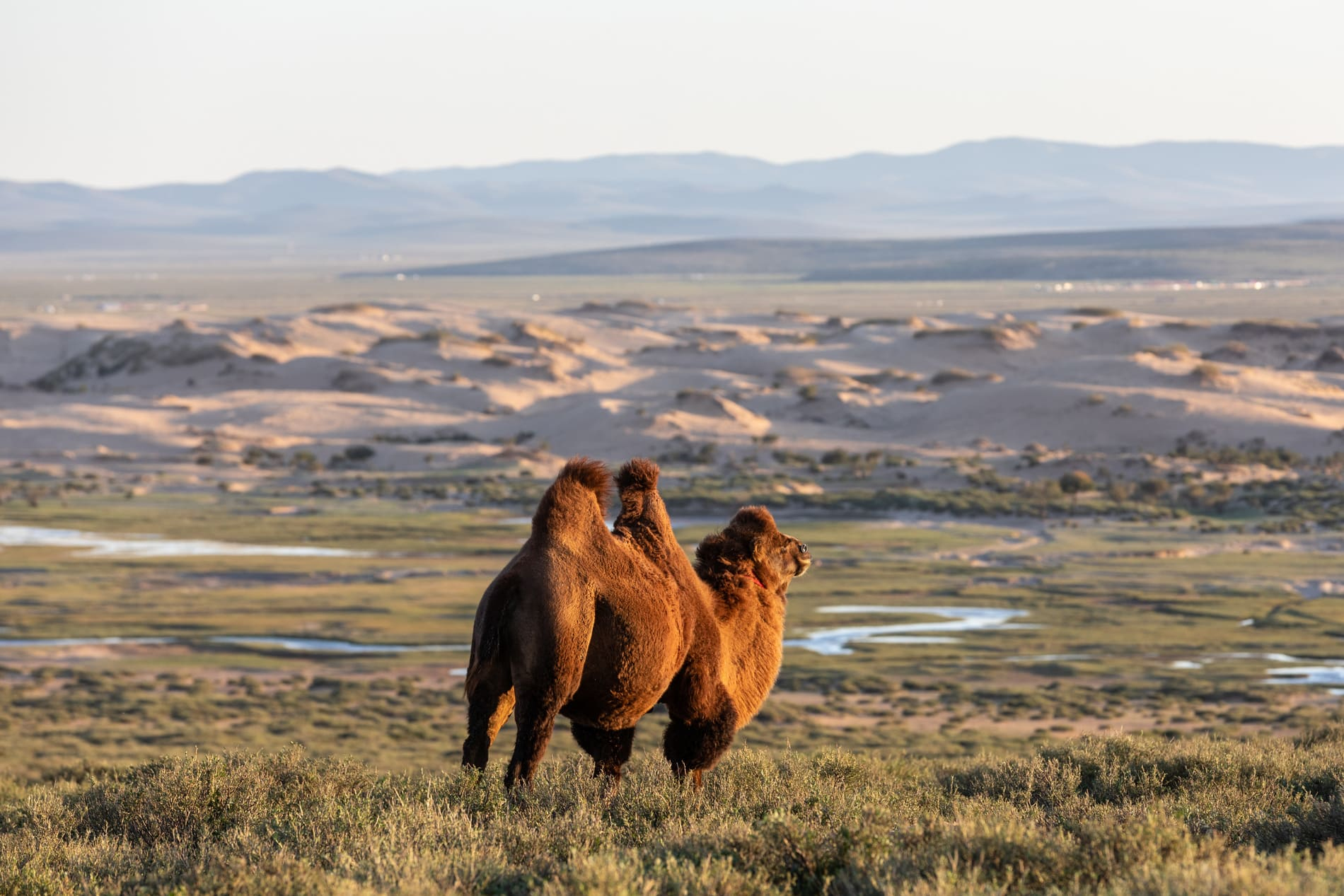 Chameaux au désert de Gobi