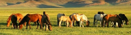 Chevaux de l'Arkhangai