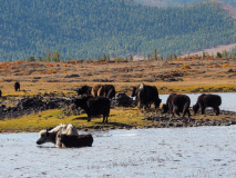 Yacks au bord du lac Terkhiin Tsagaan