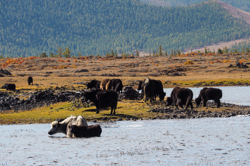 Yacks au bord du lac Terkhiin Tsagaan