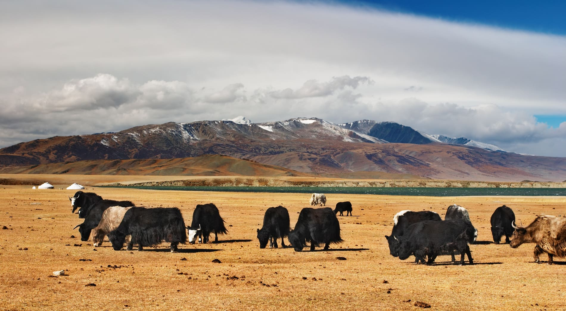 Yacks de Mongolie en automne