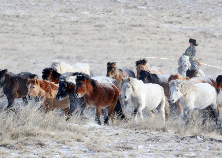 Festival des 10 000 chevaux en Mongolie