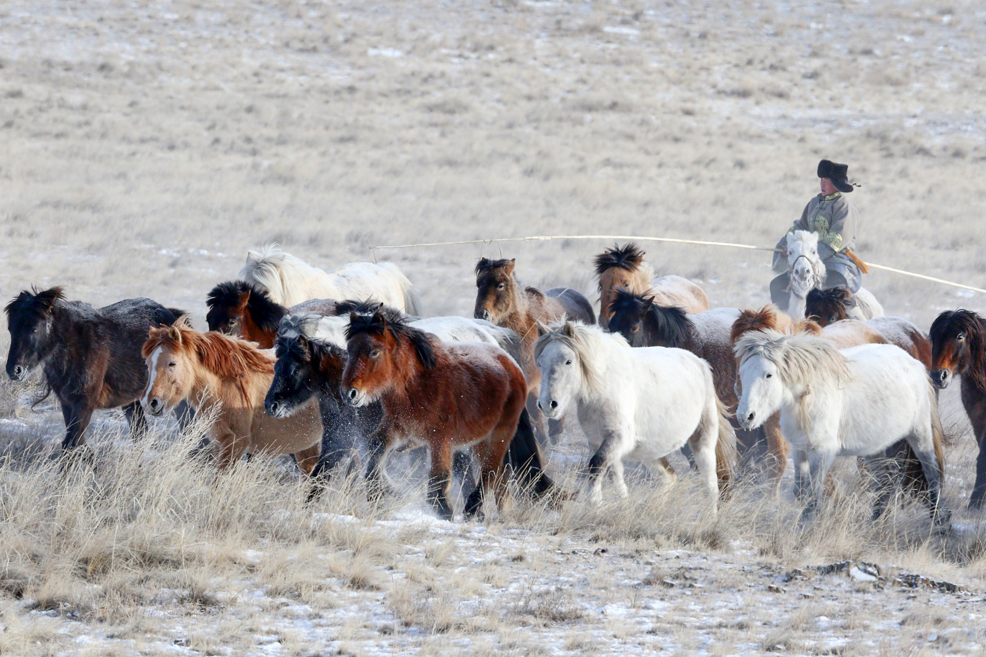 Festival des 10 000 chevaux en Mongolie