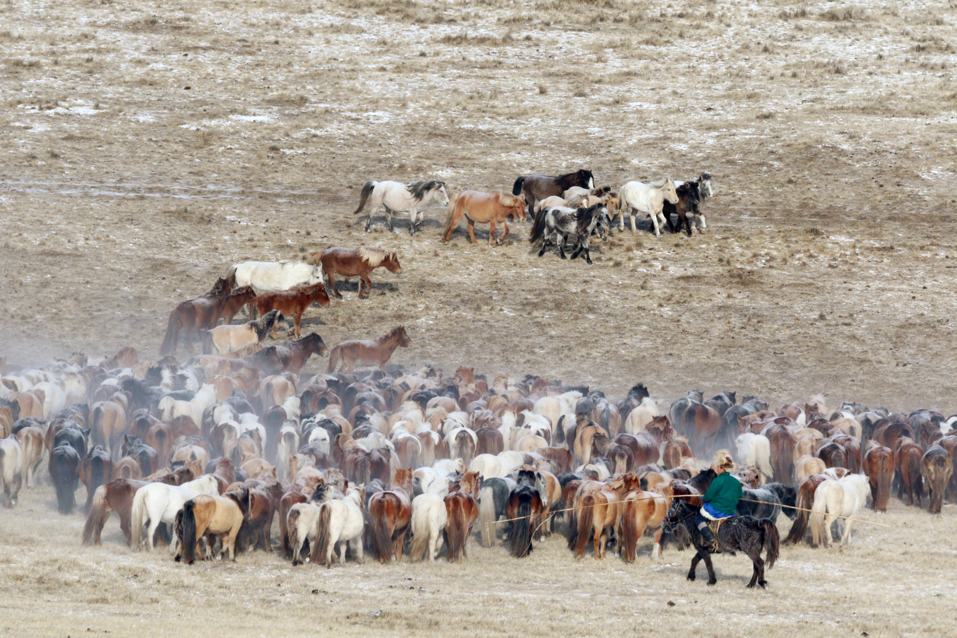 Festival des 10 000 chevaux en Mongolie
