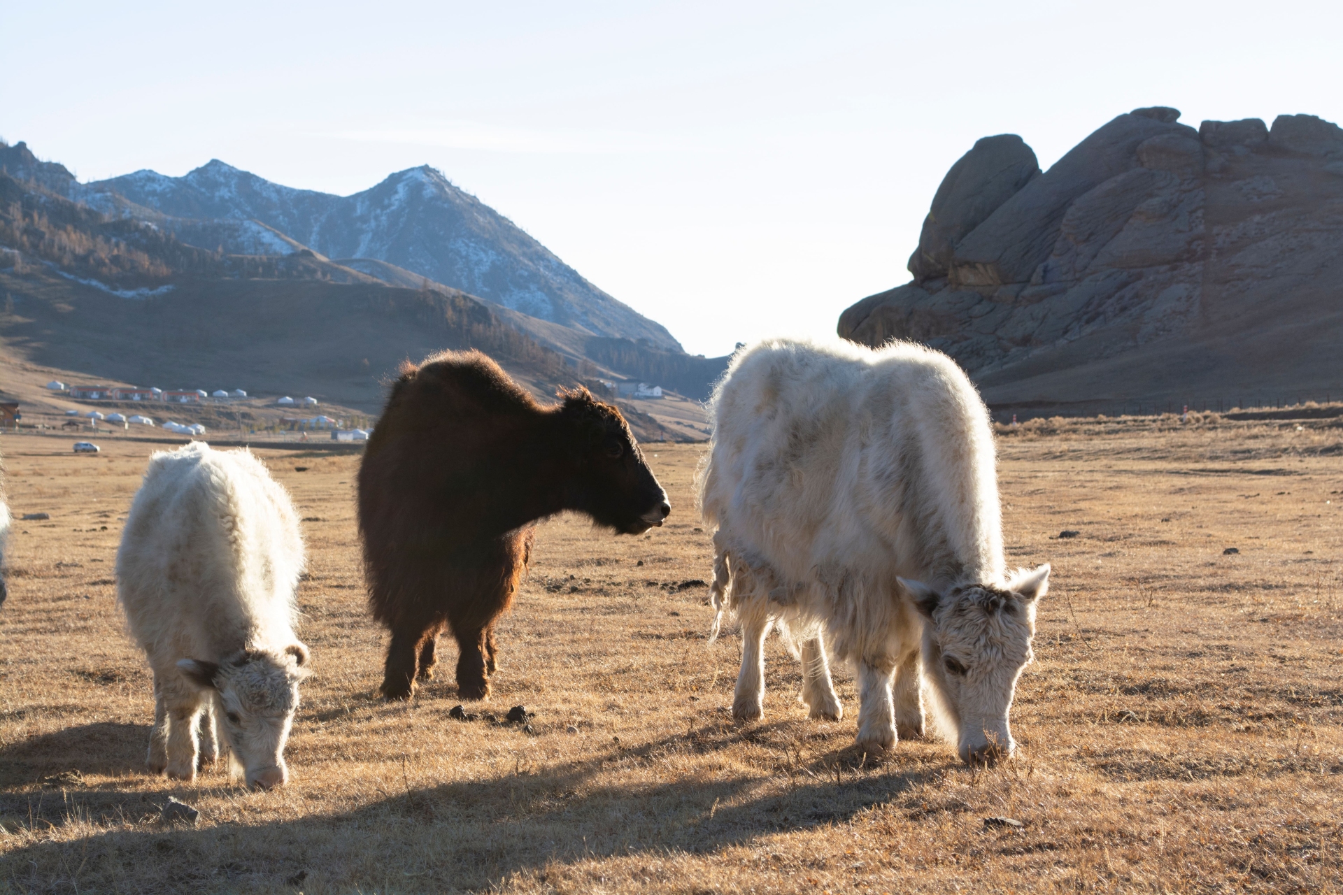 Steppes de Mongolie