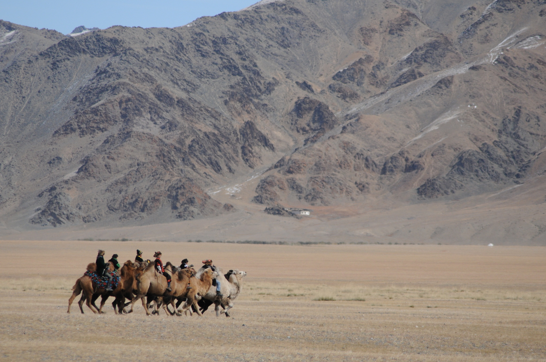 Chameaux de Mongolie