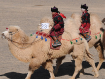Festival des 1000 chameaux