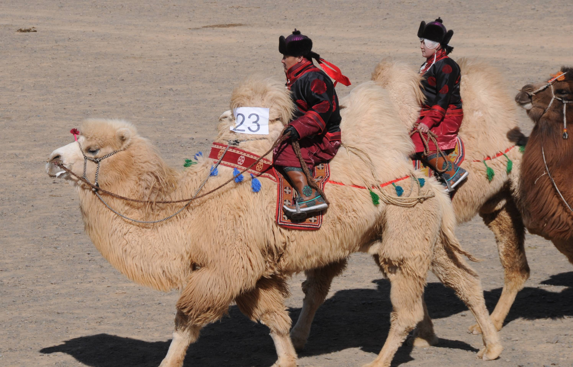 Festival des 1000 chameaux