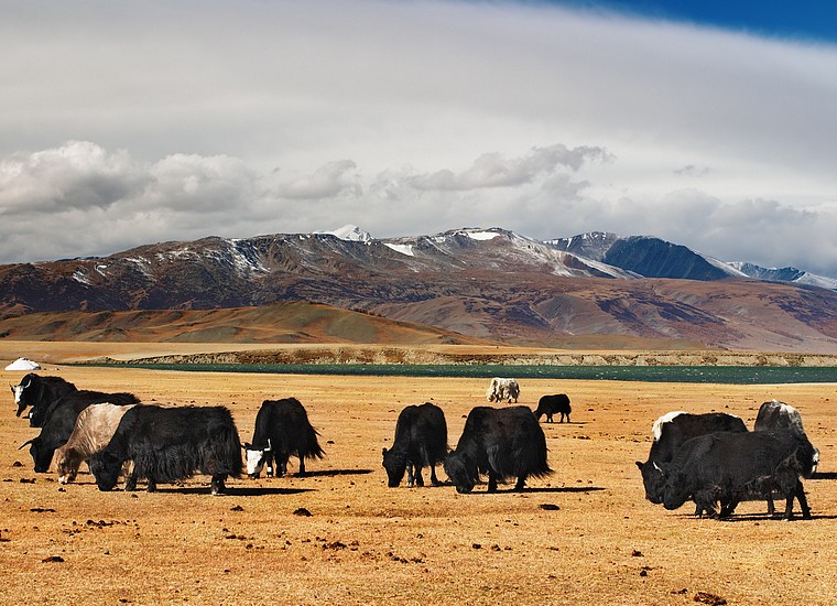 Troupeau de yacks noirs