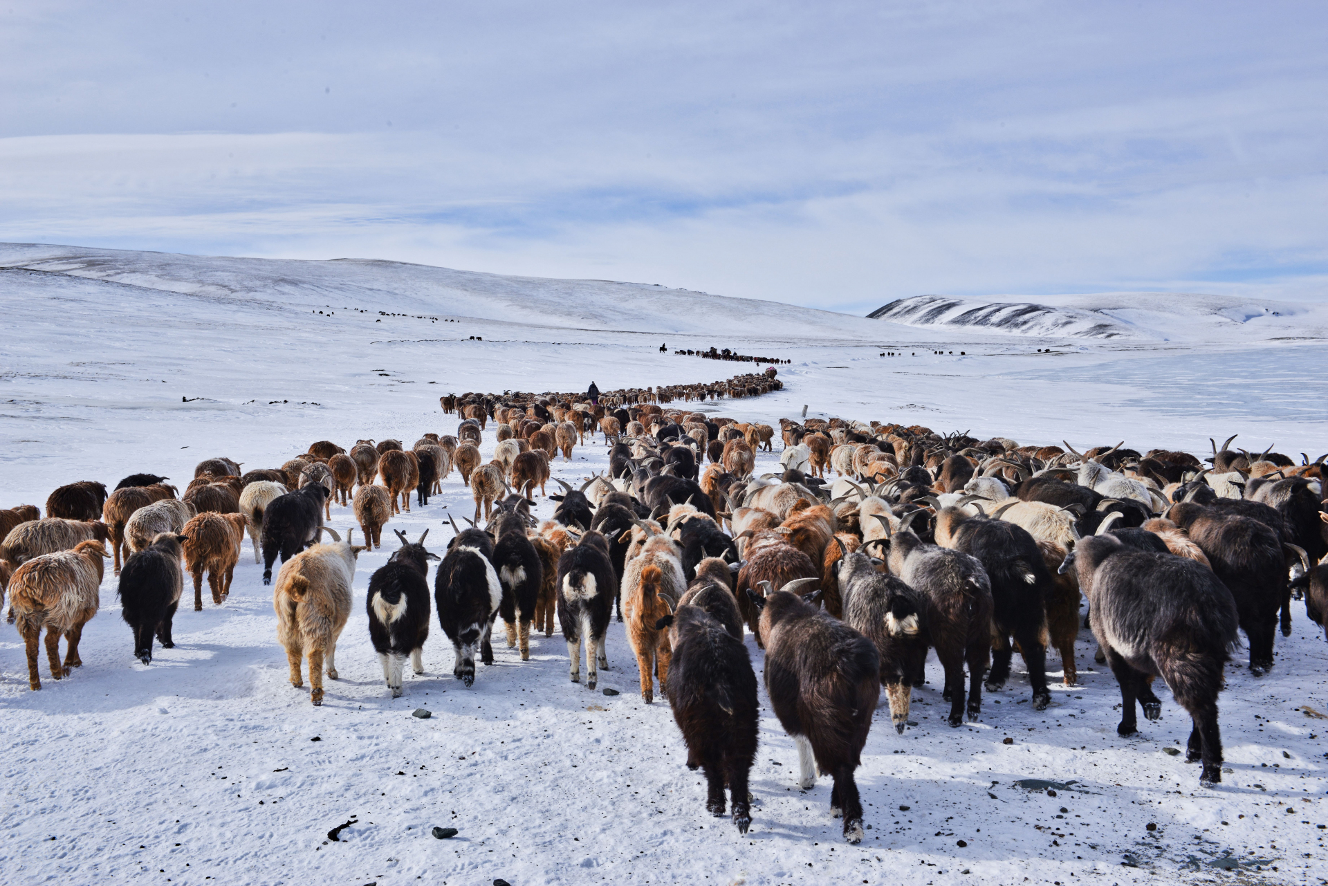 hiver-en-mongolie