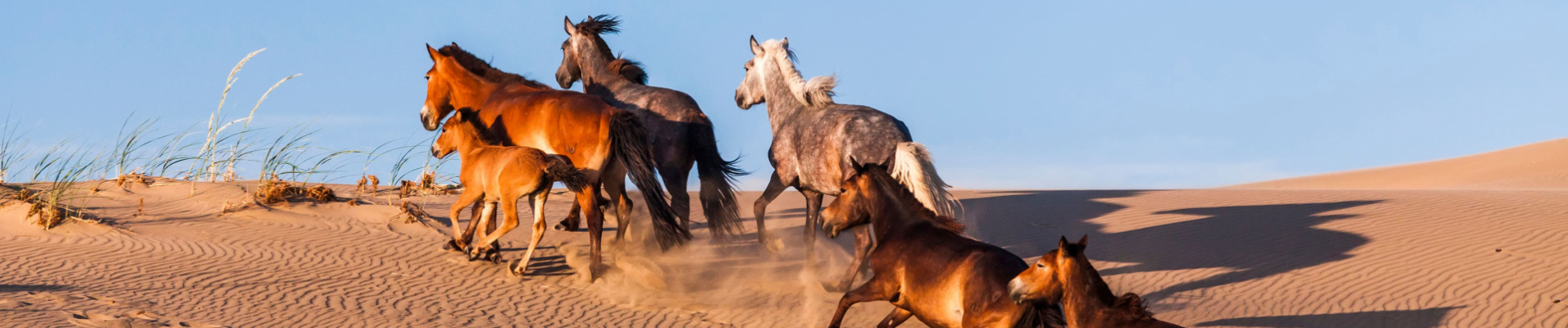 que-voir-et-que-faire-en-mongolie