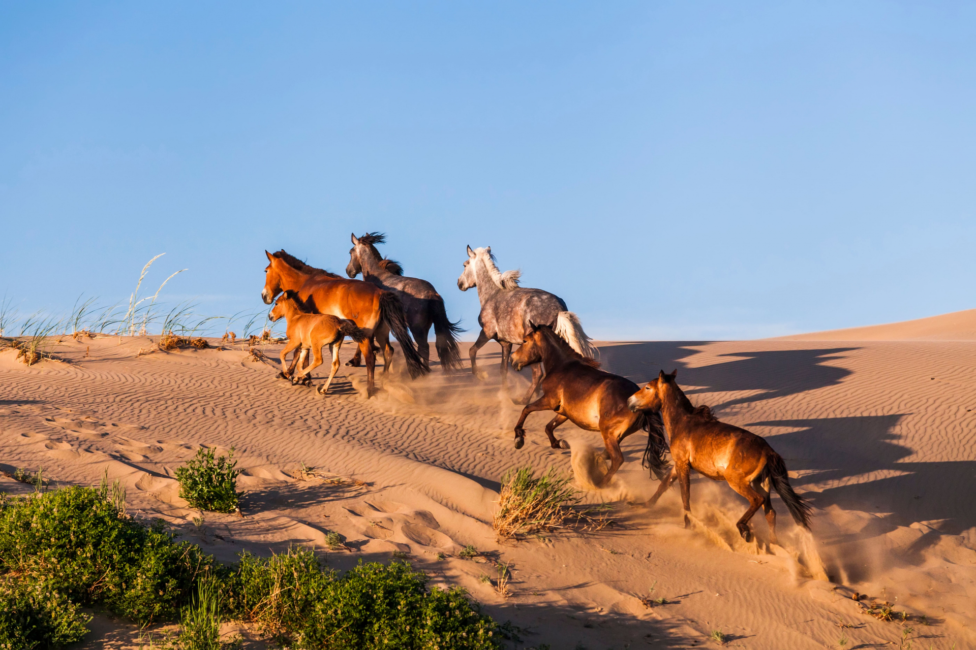 que-voir-et-que-faire-en-mongolie