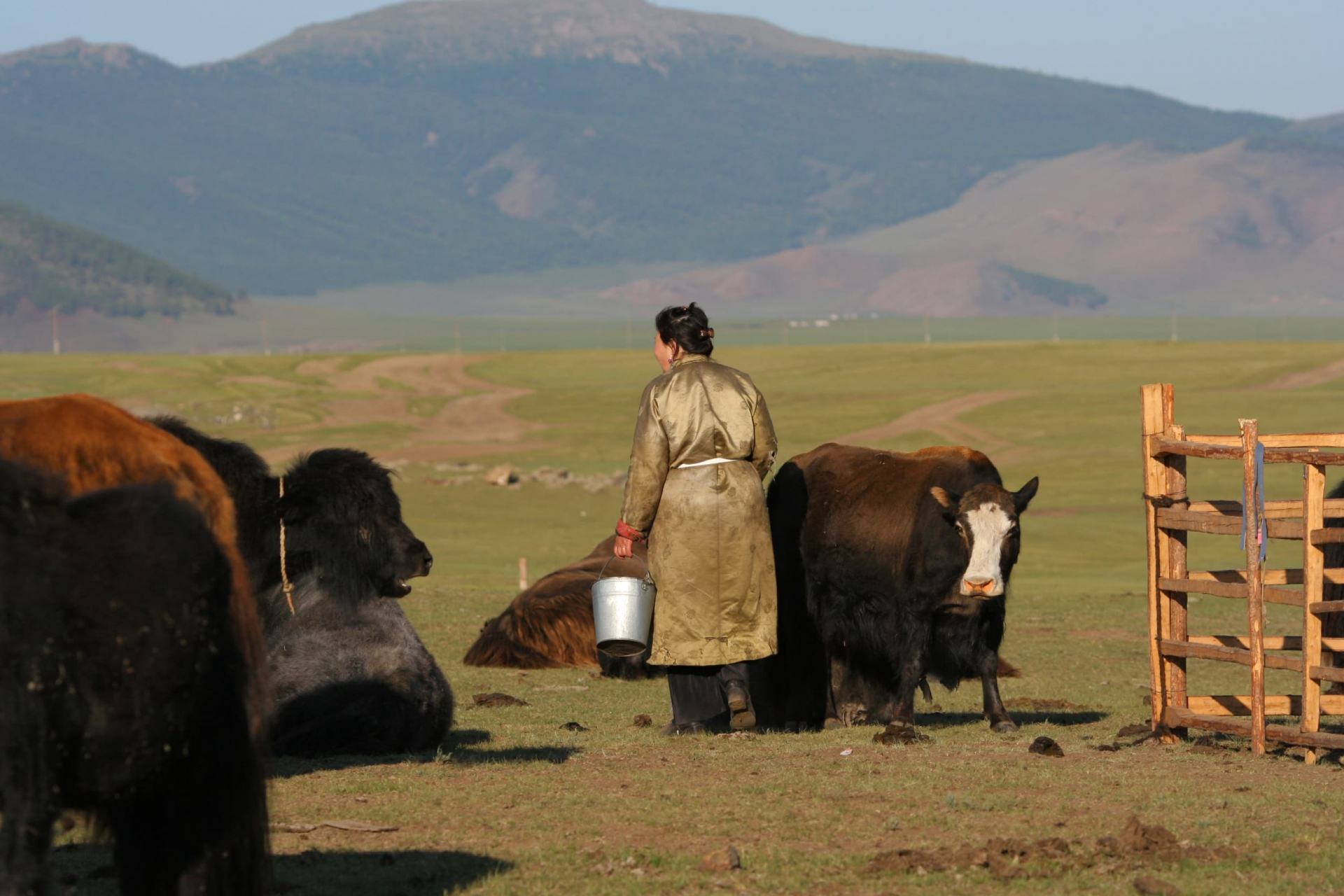 assurance-mongolie