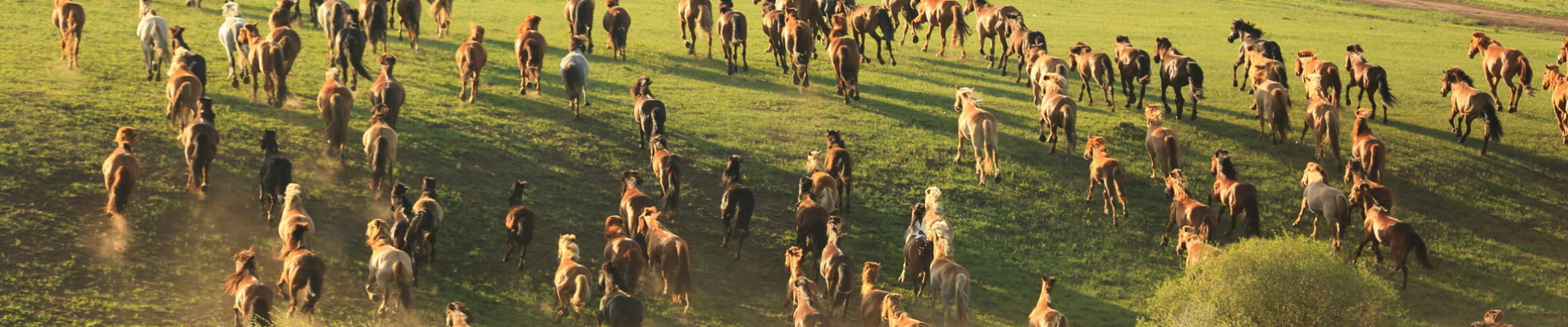 Chevaux de Mongolie