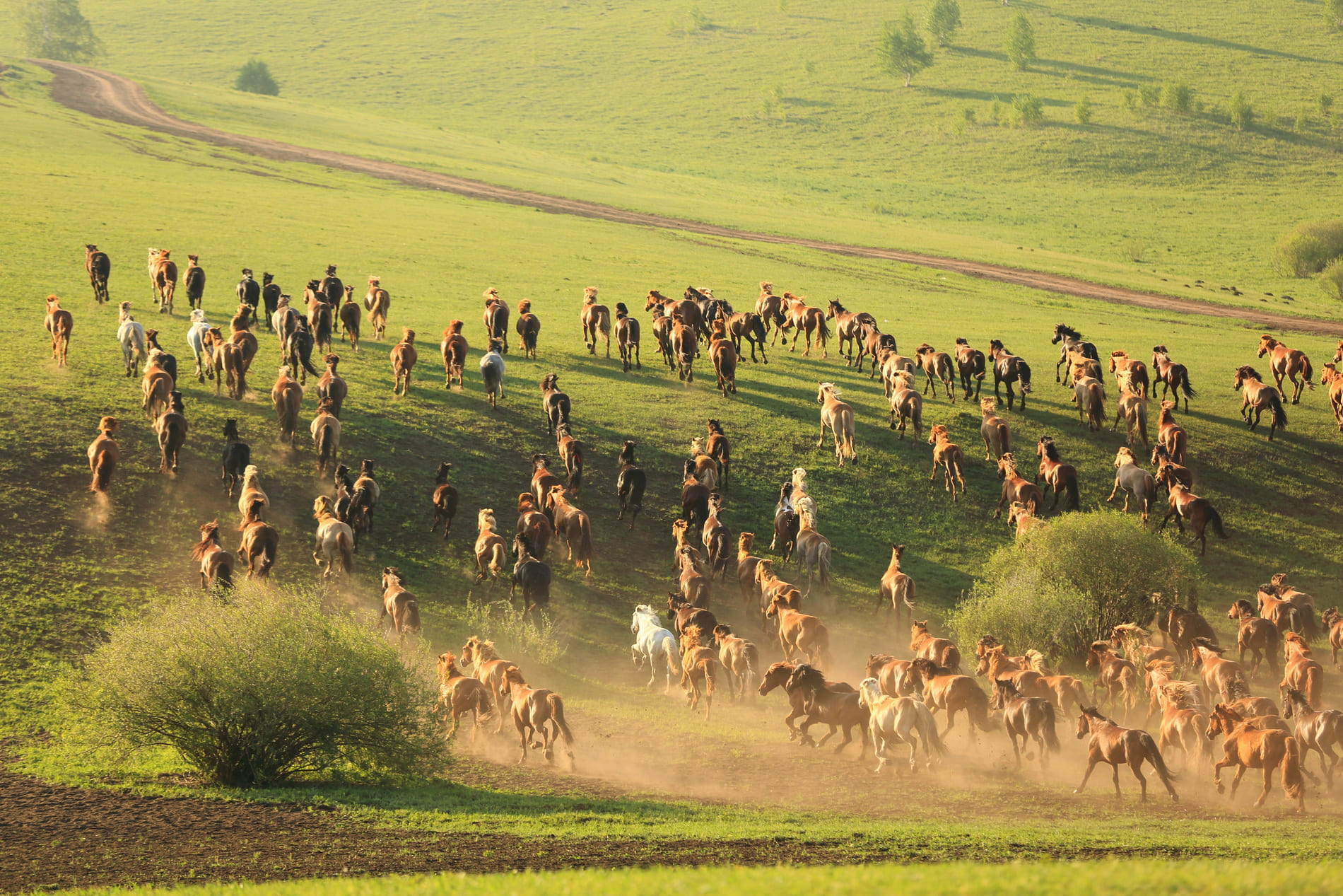 Chevaux de Mongolie