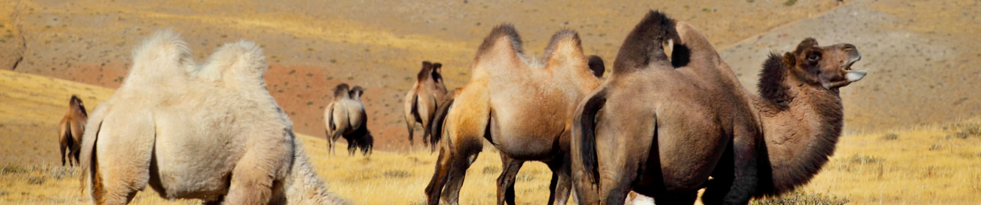 conseil-de-voyage-mongolie