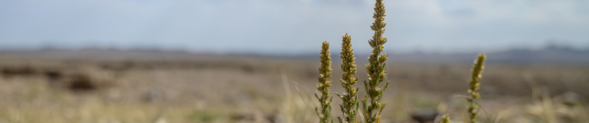 engagements-responsables-mongolie