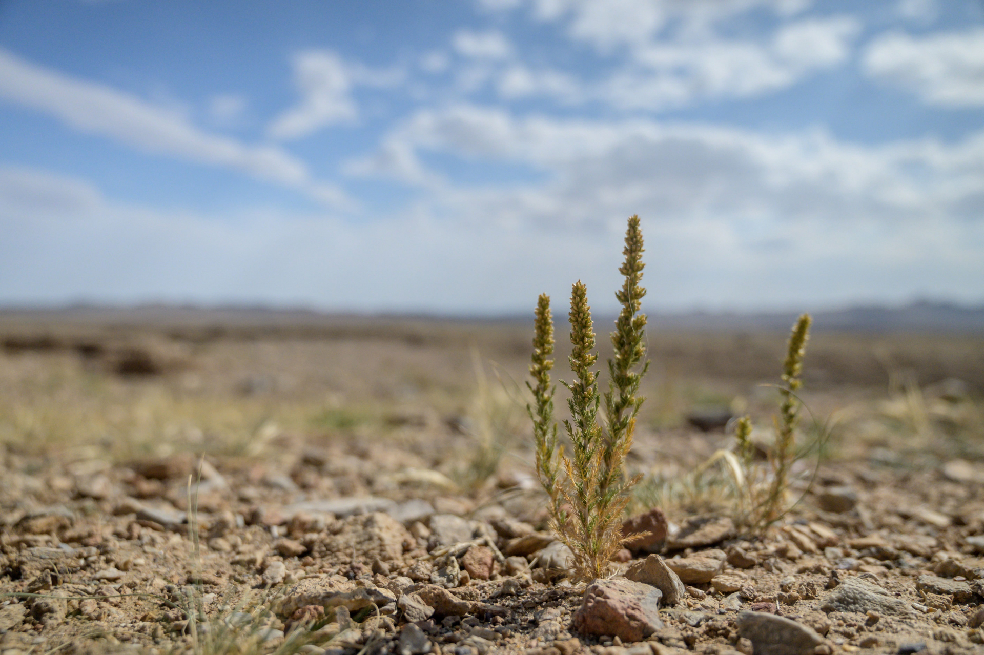 engagements-responsables-mongolie