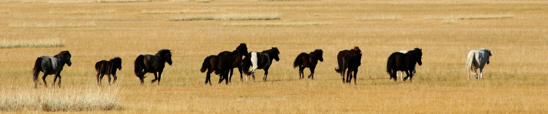 mongolie-en-petit-groupe