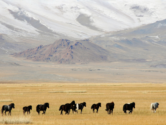 mongolie-en-petit-groupe