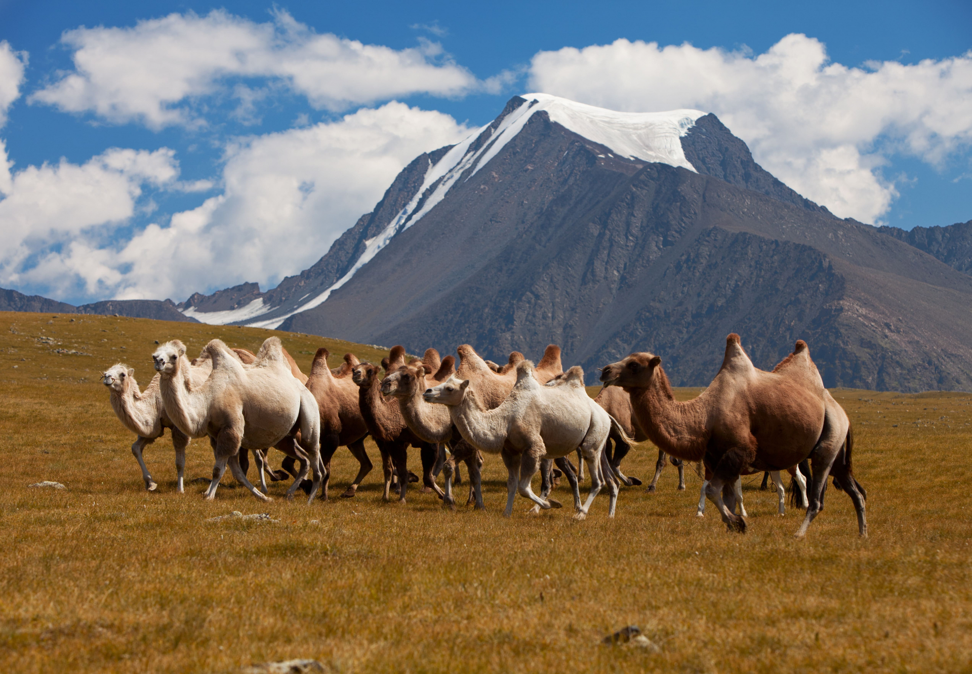 mongolie-qui-sommes-nous