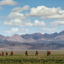 mongolie-temoignage