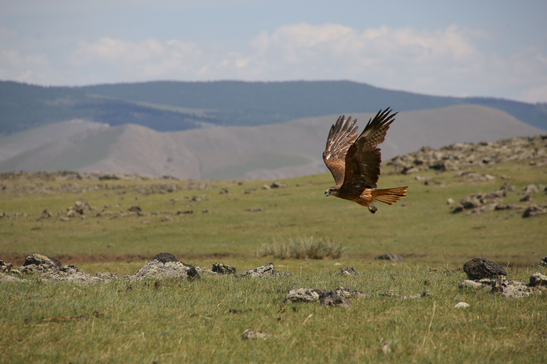 vol-mongolie