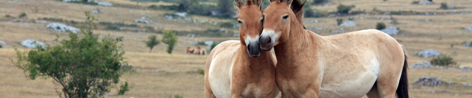 Voyage de Noces en Mongolie