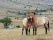 Voyage de Noces en Mongolie