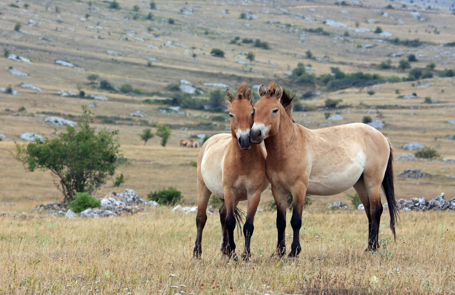 Voyage de Noces en Mongolie